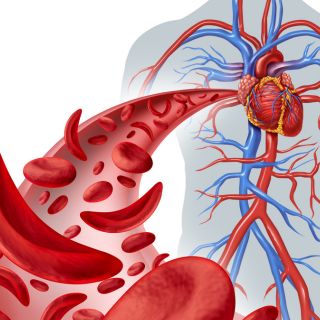 Fortalece la circulación y protege los órganos